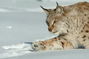 251020: Hunting lynx ( Lynx lynx) in snow, Lauvsnes, Norway