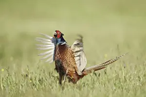 Persons: Hunting pheasant (Phasianus colchicus)