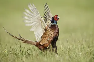 Persons: Hunting pheasant (Phasianus colchicus)