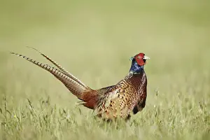 Persons: Hunting pheasant (Phasianus colchicus)