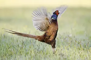 Persons: Hunting pheasant (Phasianus colchicus)