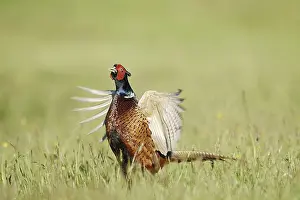 Persons: Hunting pheasant (Phasianus colchicus)