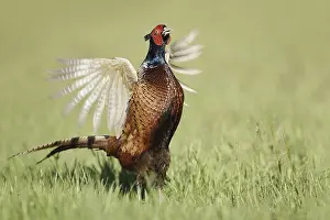 Persons: Hunting pheasant (Phasianus colchicus)