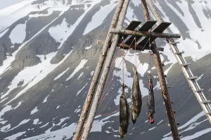 Hung: Hunting seals for feeding dogs Spitsbergen