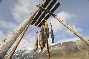 Hung: Hunting seals for feeding dogs Spitsbergen