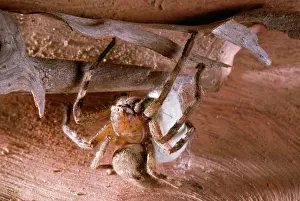 Sacs: Huntsman Spider