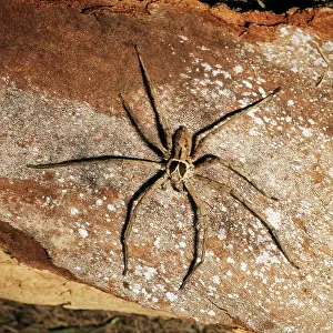 Donna Dickson: HUNTSMAN SPIDER