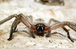 Fangs: HUNTSMAN SPIDER