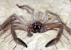 Huntsman: Huntsman Spider