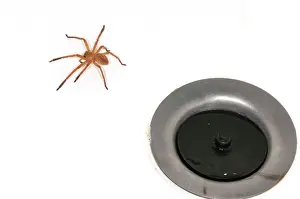 Bathroom: Huntsman Spider female in bathtub