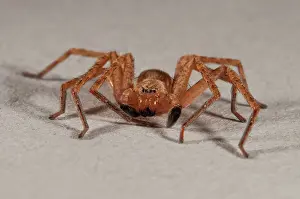 Huntsman: Huntsman Spider male