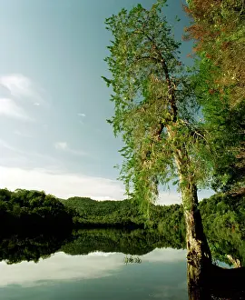 Evergreens: Huon Pine - Gordon River