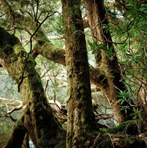 Huon: Huon pines - that take centuries to mature, now rare