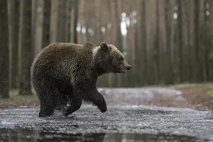 Crossing: On the move in a hurry... European brown bear (Ursus (genus) arctos)