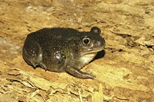 Spadefoot: Hurter's Spadefoot Toad