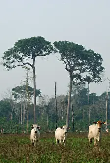 Equatorial: Husbandry of Cattle in forest of Antimari certified FSC