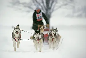 Teams: Huskies