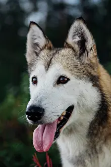 Sled: Husky