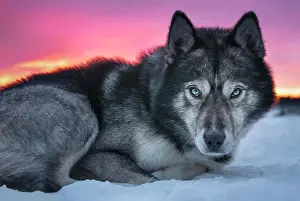 Sled: Husky with blue eyes looks at viewer, Skaulo, Norrbottens