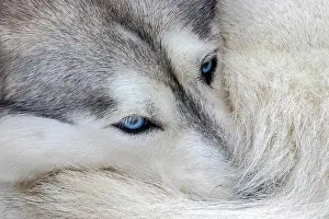 Rest: Husky with blue eyes, resting curled up, sled dog