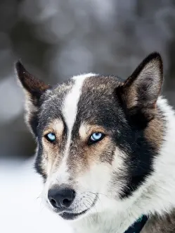 Sledge: Husky with blue eyes, sledge dog, Unterjoch, Allgaeu
