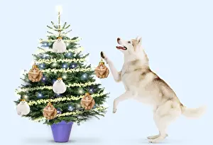 040718: Husky Dog hanging Cat baubles on Christmas Tree