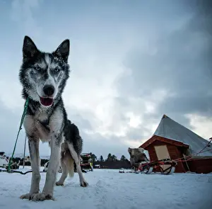 Trained: Husky Dog at Husky Farm