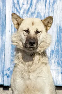 Inuit: Husky dog, Ittoqqortoormiit, Scorsby sound
