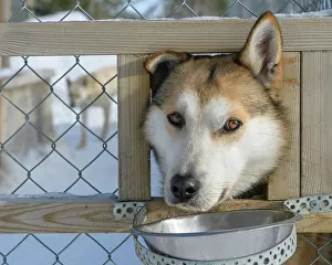 Opening: Husky in dog kennel, sled dog sticks his head through