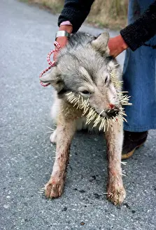 Porcupines: Husky Dog - with porcupine quills