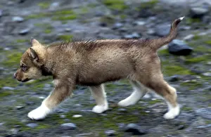 Sophie Gooders: Husky Dog - Puppy