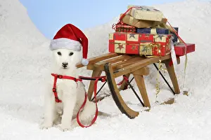 Delivering: Husky Dog, puppy (7 weeks old) wearing Christmas