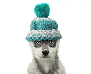 220719: Husky Dog, puppy wearing woolly hat