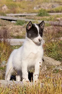 Inuit: Husky dog, Qaanaaq, Greenland