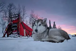 Sled: Husky next to dog sled resting in the snow at dawn
