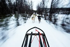 Pulling: Husky Dog sledding on snow