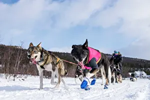 Pulling: Husky Dog sledding on snow