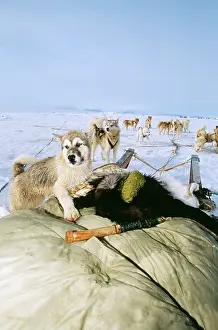 Teams: Husky Dog - with sledge