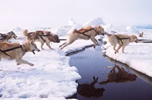 Inuit: Husky Dogs - pull Inuit Dog sledge across river