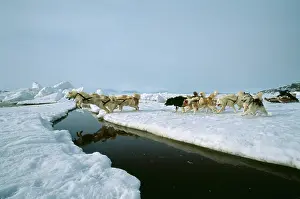 Teams: Husky Dogs - Pull sledge across river