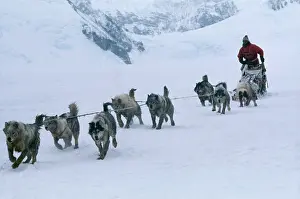 Edwin Mickleburgh: Husky Dogs - pulling sledge, with driver