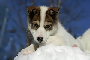 Huskies: Husky pup playing in the snow