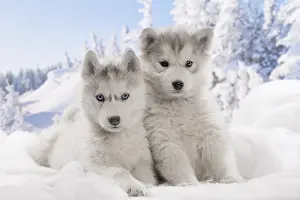 Huskies: Husky puppies in the snow in winter