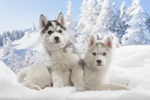 Huskies: Husky puppies in the snow in winter