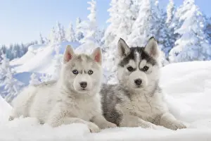Huskies: Husky puppies in the snow in winter