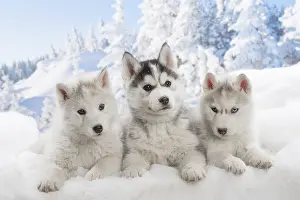 Huskies: Husky puppies in the snow in winter