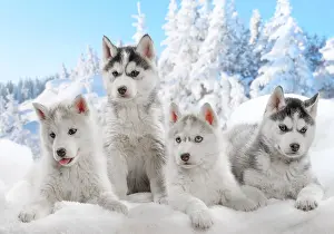 Huskies: Husky puppies in the snow in winter