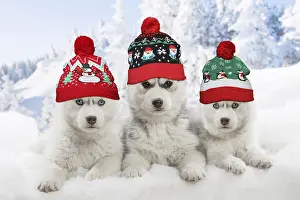Newno1: Husky puppies in the snow in winter wearing Christmas