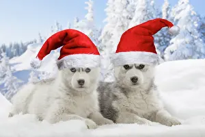 250619: Husky puppies in the snow in winter wearing Christmas hats
