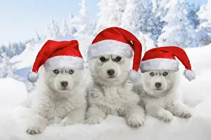 250619: Husky puppies in the snow in winter wearing Christmas hats